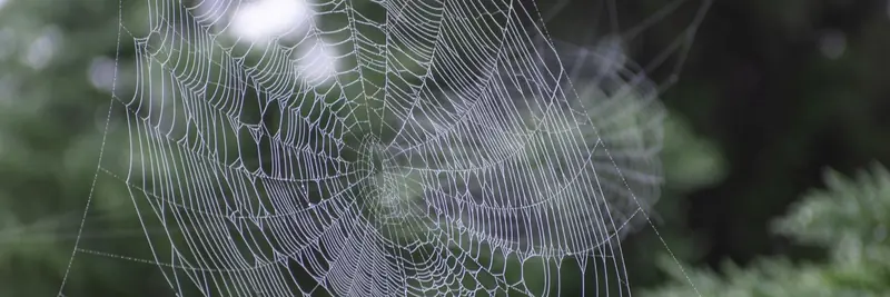 A spider's web strung with morning dew